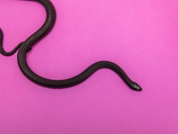 Serpiente Real Negra Mexicana Lampropeltis Getula Nigrita Parte Familia Serpientes — Foto de Stock