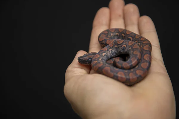 Epicrates Cenchria Una Especie Boa Endémica América Central Del Sur — Foto de Stock