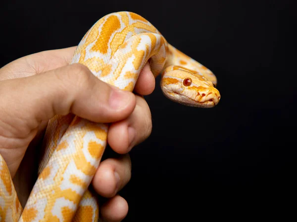 Python Molurus Bivitattus Est Une Des Grandes Espèces Serpents Est — Photo
