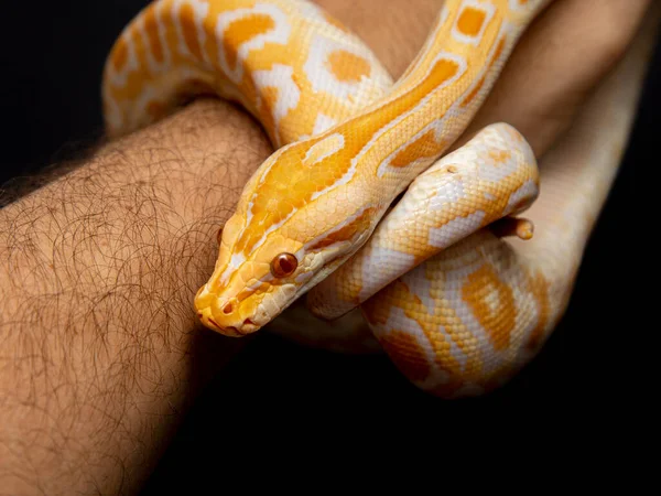 Python Molurus Bivitattus Una Las Mayores Especies Serpientes Nativa Una — Foto de Stock