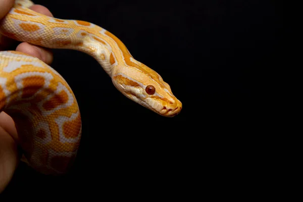 Python Molurus Bivitattus Uma Das Maiores Espécies Serpentes Nativa Uma — Fotografia de Stock