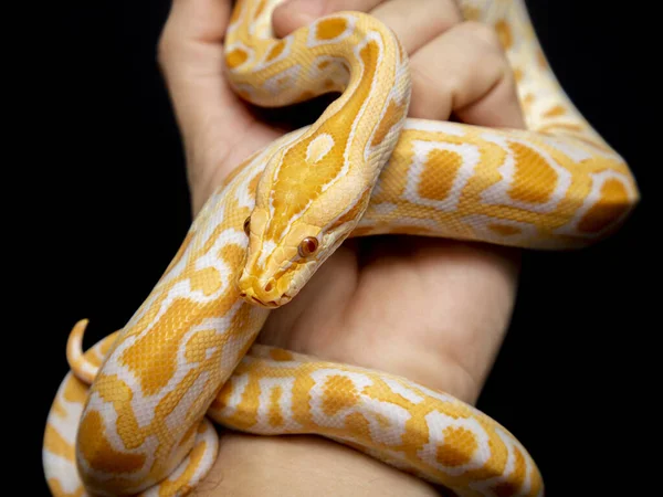 Python Molurus Bivitattus One Largest Species Snakes Native Large Area — Stock Photo, Image