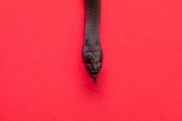 Mexican Black Kingsnake Lampropeltis Getula Nigrita Part Larger Colubrid Family — Stock Photo, Image