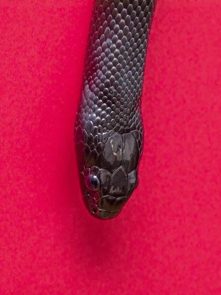 Мексиканська Чорна Змія Lampropeltis Getula Nigrita Частиною Великої Родини Змій — стокове фото