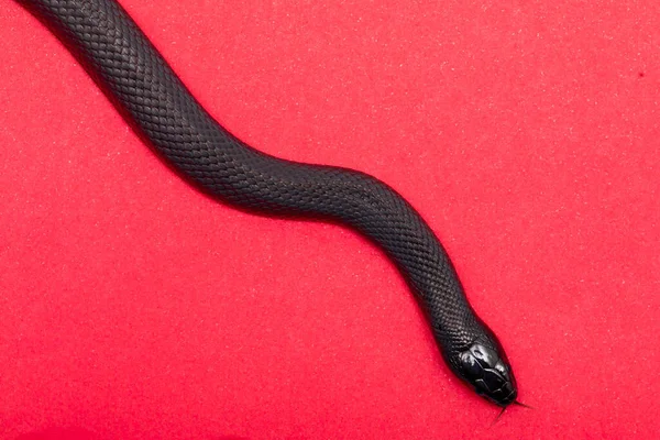 Mexican Black Kingsnake Lampropeltis Getula Nigrita Part Larger Colubrid Family — Stock Photo, Image