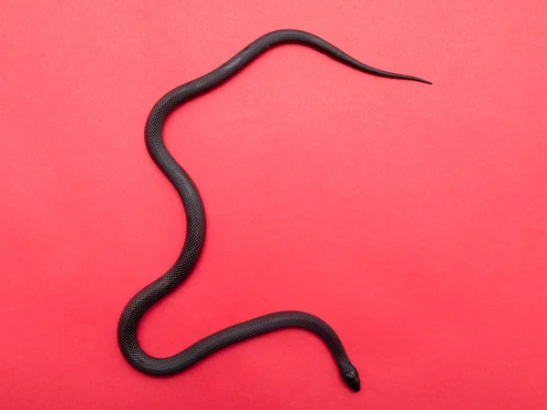 멕시코검은 물총새 Lampropeltis Getula Nigrita 브리드 Colubrid 일부이며 일반적 아종이다 — 스톡 사진