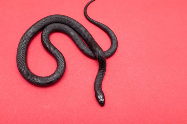 Mexicaanse Zwarte Koningslang Lampropeltis Getula Nigrita Een Slang Uit Familie — Stockfoto