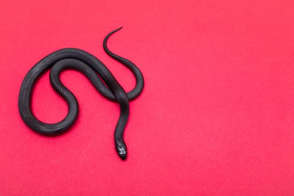 Serpiente Real Negra Mexicana Lampropeltis Getula Nigrita Parte Familia Serpientes — Foto de Stock