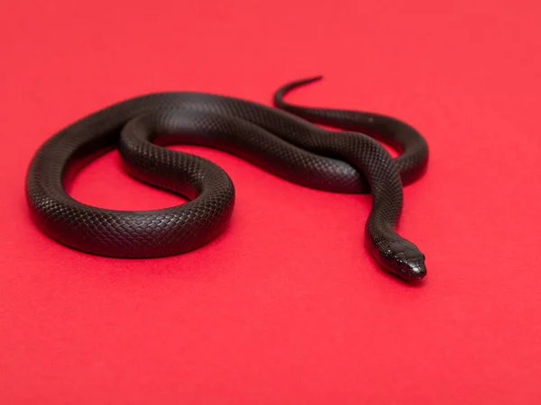 Serpiente Real Negra Mexicana Lampropeltis Getula Nigrita Parte Familia Serpientes —  Fotos de Stock