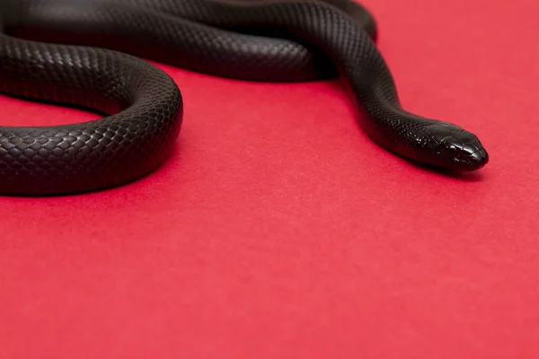 Мексиканська Чорна Змія Lampropeltis Getula Nigrita Частиною Великої Родини Змій — стокове фото