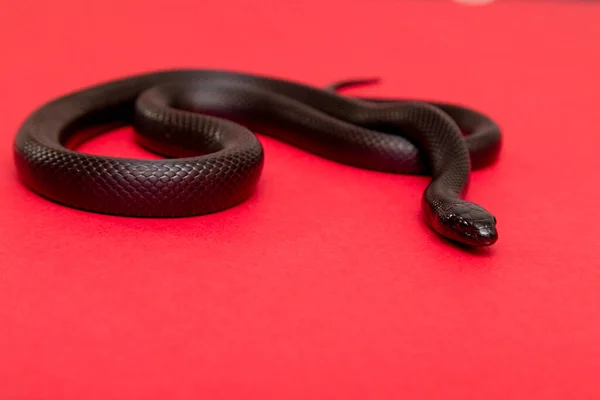 墨西哥黑王蛇 Lampropeltis Getula Nigrita 是大型蛇科中的一部分 也是常见王蛇的一个亚种 — 图库照片