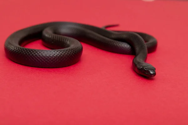 Mexican Black Kingsnake Lampropeltis Getula Nigrita Part Larger Colubrid Family — Stock Photo, Image