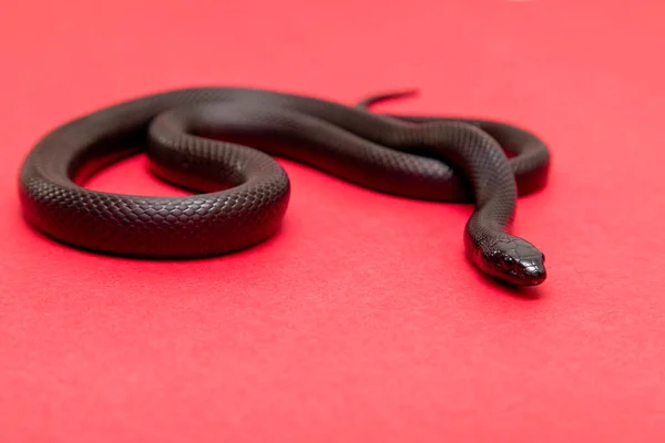 멕시코검은 물총새 Lampropeltis Getula Nigrita 브리드 Colubrid 일부이며 일반적 아종이다 — 스톡 사진