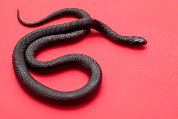 Mexikói Fekete Királykígyó Lampropeltis Getula Nigrita Nagyobb Gömbölyű Kígyócsalád Tagja — Stock Fotó