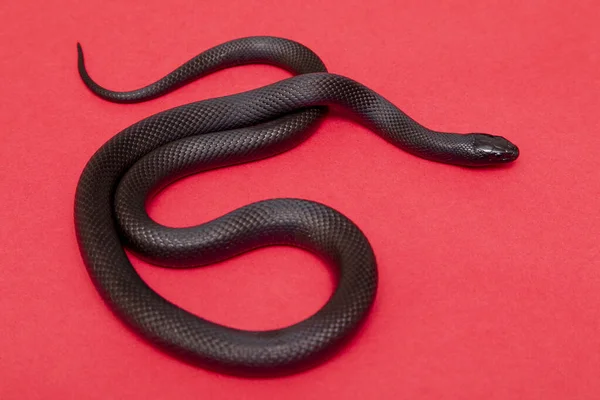 Mexican Black Kingsnake Lampropeltis Getula Nigrita Part Larger Colubrid Family — Stock Photo, Image