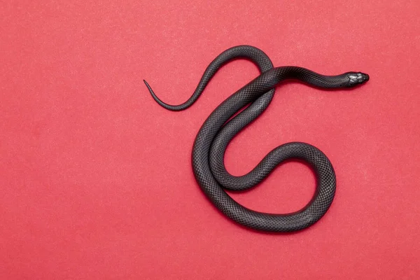 Мексиканская Чёрная Королевская Змея Lampropeltis Getula Nigrita Является Частью Крупного — стоковое фото