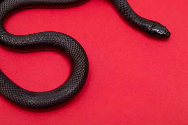 Lampropeltis Getula Nigrita Uma Espécie Serpente Gênero Lampropeltis Pertencente Família — Fotografia de Stock