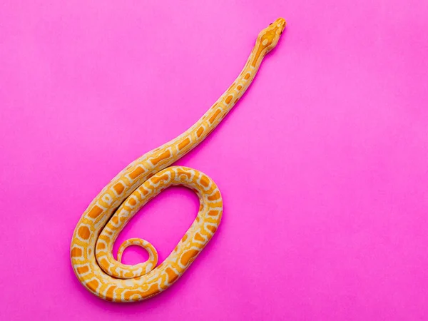 Python Molurus Bivitattus Una Las Mayores Especies Serpientes Nativa Una — Foto de Stock