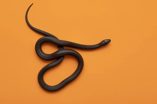 Lampropeltis Getula Nigrita Uma Espécie Serpente Gênero Lampropeltis Pertencente Família — Fotografia de Stock