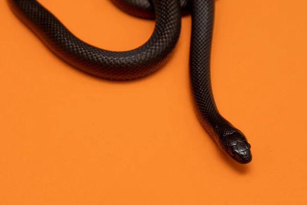 Den Mexikanska Svarta Kungar Lampropeltis Getula Nigrita Del Den Större — Stockfoto