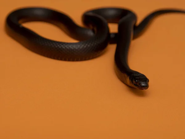 Мексиканская Чёрная Королевская Змея Lampropeltis Getula Nigrita Является Частью Крупного — стоковое фото