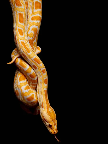 Python Molurus Bivitattus Una Las Mayores Especies Serpientes Nativa Una — Foto de Stock