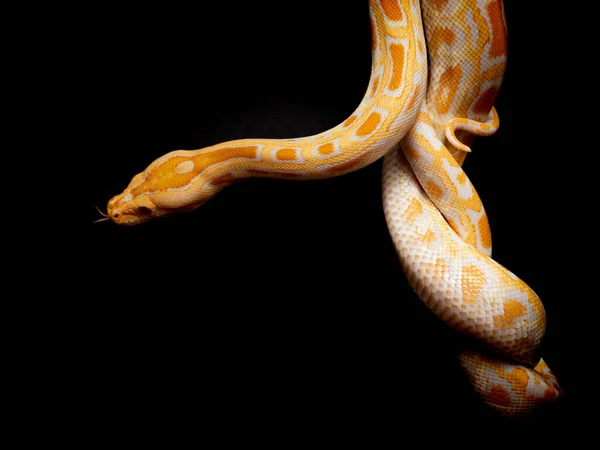 Python Molurus Bivitattus Yılanların Büyüklerinden Biridir Güneydoğu Asya Nın Büyük — Stok fotoğraf