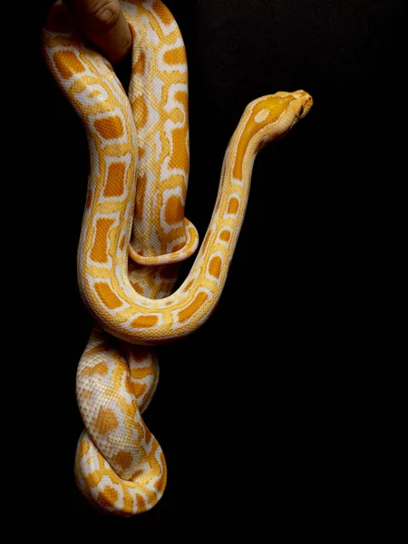 Python Molurus Bivitattus Uma Das Maiores Espécies Serpentes Nativa Uma — Fotografia de Stock