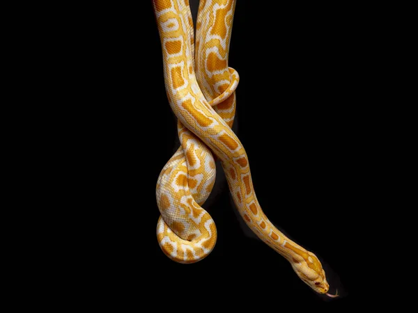 Python Molurus Bivitattus Yılanların Büyüklerinden Biridir Güneydoğu Asya Nın Büyük — Stok fotoğraf