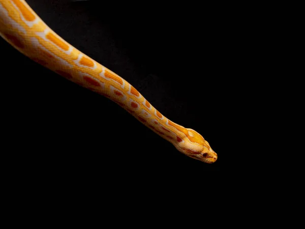 Python Molurus Bivitatusはヘビの最大の種の一つです 東南アジアの広い範囲に自生しますが 他の場所で侵入種として発見されています — ストック写真