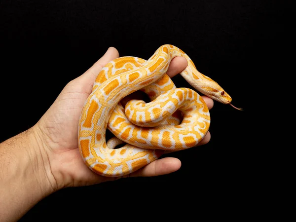 Python Molurus Bivitattus Een Slang Uit Familie Slangen Slangen Het — Stockfoto