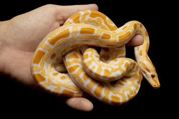 Python Molurus Bivitattus Een Slang Uit Familie Slangen Slangen Het — Stockfoto