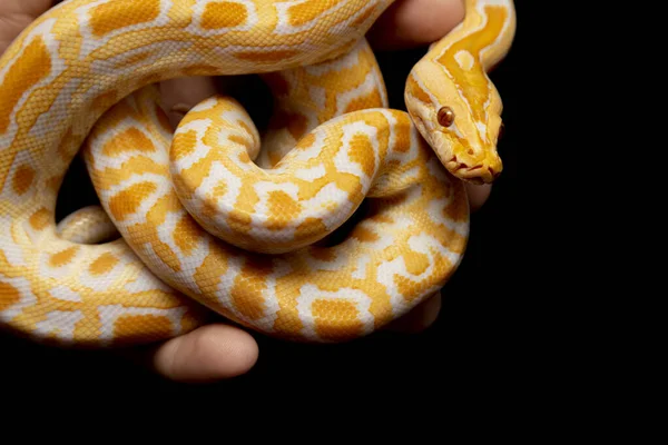 Python Molurus Bivitattus Est Une Des Grandes Espèces Serpents Est — Photo