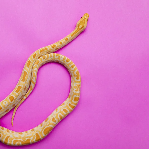 Python Molurus Bivitattus Uma Das Maiores Espécies Serpentes Nativa Uma — Fotografia de Stock
