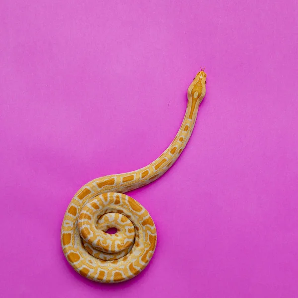 Python Molurus Bivitattus Jedním Největších Druhů Hadů Původem Velké Oblasti — Stock fotografie