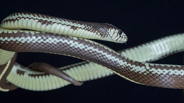 Lampropeltis Californiae Una Serpiente Colubrida Venenosa Endémica Del Oeste Los — Foto de Stock