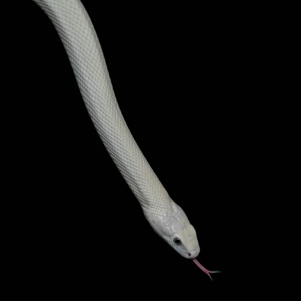 德克萨斯鼠蛇 Texas Rat Snake 缩写Elaphe Obsolete Eta Lindheimeri 是鼠蛇的亚种 在美国发现 — 图库照片