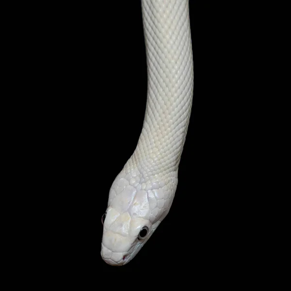 Serpiente Rata Texas Elaphe Obsoleta Lindheimeri Una Subespecie Serpiente Rata — Foto de Stock