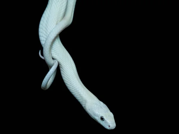 Serpente Ratto Del Texas Elaphe Obsoleta Lindheimeri Una Sottospecie Serpente — Foto Stock