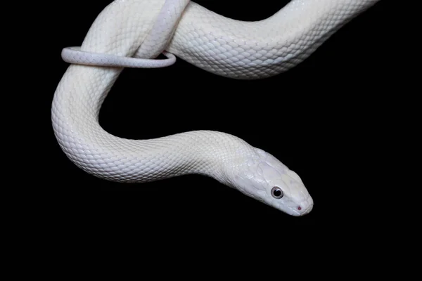 Serpente Ratto Del Texas Elaphe Obsoleta Lindheimeri Una Sottospecie Serpente — Foto Stock