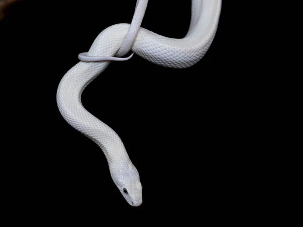 テキサス ラット スネーク Texas Rat Snake Elaphe Oldetta Lindheimeri アメリカ合衆国テキサス州を中心に発見されたヘビの亜種である — ストック写真