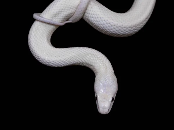 Serpente Ratto Del Texas Elaphe Obsoleta Lindheimeri Una Sottospecie Serpente — Foto Stock