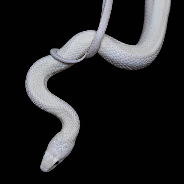 テキサス ラット スネーク Texas Rat Snake Elaphe Oldetta Lindheimeri アメリカ合衆国テキサス州を中心に発見されたヘビの亜種である — ストック写真