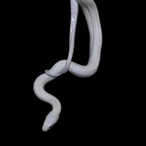 Serpente Ratto Del Texas Elaphe Obsoleta Lindheimeri Una Sottospecie Serpente — Foto Stock