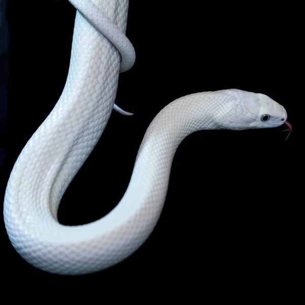 Texaanse Rattenslang Elaphe Obsoleta Lindheimeri Een Slang Uit Familie Rattenslangen — Stockfoto