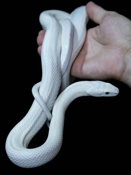 Texaanse Rattenslang Elaphe Obsoleta Lindheimeri Een Slang Uit Familie Rattenslangen — Stockfoto