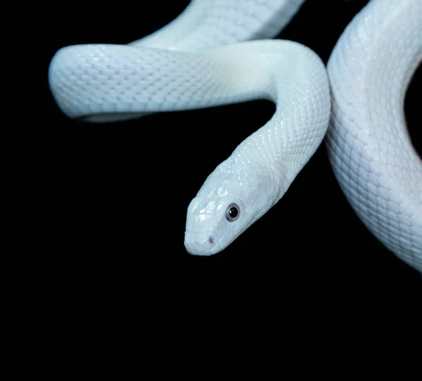 德克萨斯鼠蛇 Texas Rat Snake 缩写Elaphe Obsolete Eta Lindheimeri 是鼠蛇的亚种 在美国发现 — 图库照片