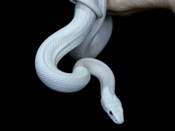 テキサス ラット スネーク Texas Rat Snake Elaphe Oldetta Lindheimeri アメリカ合衆国テキサス州を中心に発見されたヘビの亜種である — ストック写真