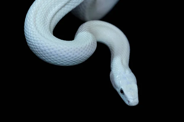 テキサス ラット スネーク Texas Rat Snake Elaphe Oldetta Lindheimeri アメリカ合衆国テキサス州を中心に発見されたヘビの亜種である — ストック写真