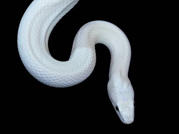 テキサス ラット スネーク Texas Rat Snake Elaphe Oldetta Lindheimeri アメリカ合衆国テキサス州を中心に発見されたヘビの亜種である — ストック写真